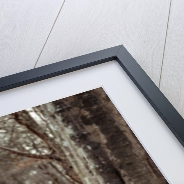 Horse in forest by Assaf Frank